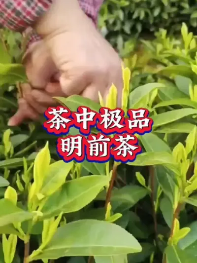 #茶树种植技术与管理 #茶 #春茶采摘 #助力三农 #春茶上市 大家开始采茶了吗