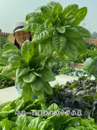 沙拉菜不爱招虫子，而且个头大叶片多，口感鲜嫩，推荐您也种上它 #我的小菜园#田园生活 #沙拉菜