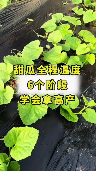 甜瓜全程温度管理！#甜瓜种植 #甜瓜种植技术 #传播农业小知识 #农业种植 #蔬菜种植