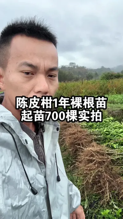 陈皮柑1年裸根苗，起苗700棵实拍，柠檬根嫁接苗，根系发达 #陈皮柑 #新会柑 #果苗供应