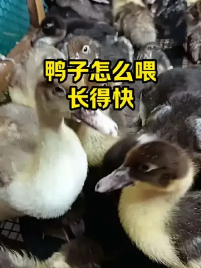 鸭子怎么喂，长得快#抖音三农#养鸭#养殖