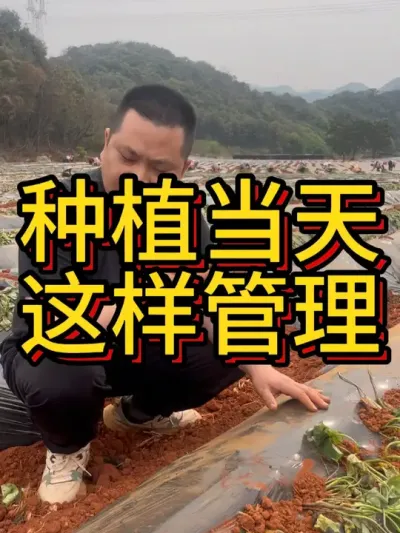 种植当天的管理工作可以这样做#农业种植 #红薯种植 #红薯种植技术 #节点施肥 #红薯