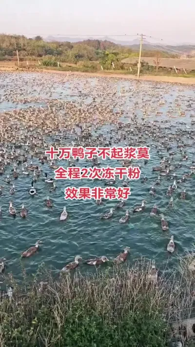 养鸭人看过来