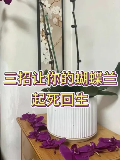 三招让你的蝴蝶兰，起死回生#蝴蝶兰 #蝴蝶兰养护 #花卉绿植 #养花小知识 #养花人的乐趣
