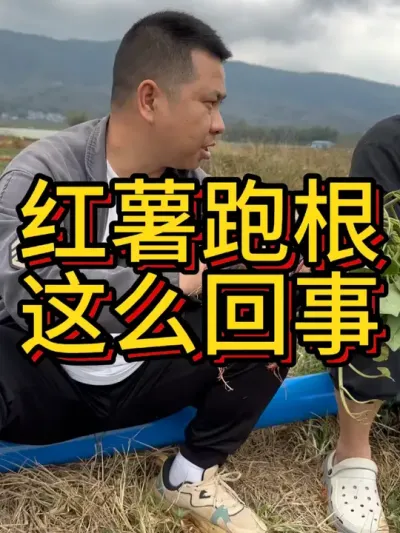 你们有没有遇到红薯跑根的情况#农业种植 #红薯种植 #节点施肥 #红薯种植技术 #三农