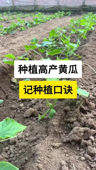 种植高产黄瓜，记住种植口诀 #黄瓜 #黄瓜高产种植 #农业种植 #服务三农支持三农 #三农