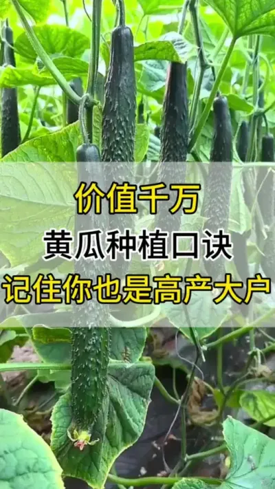 价值千万的黄瓜种植口诀 #黄瓜 #黄瓜种植 #黄瓜高产种植 #服务三农支持三农