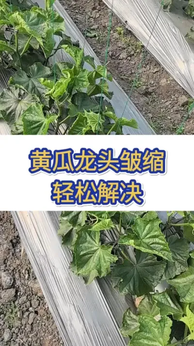 黄瓜龙头皱缩，轻松解决 #黄瓜 #黄瓜种植 #黄瓜高产种植 #服务三农支持三农 #三农