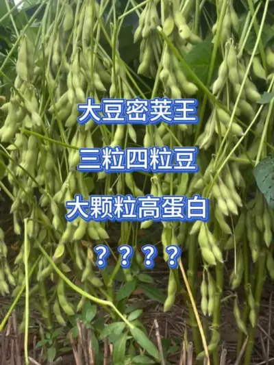 大豆密荚王，三粒四粒豆 #服务三农支持三农 #抖音助农 #三农 #大豆 #高产大豆 @DOU+小助手 @DOU+上热门 @抖音小助手