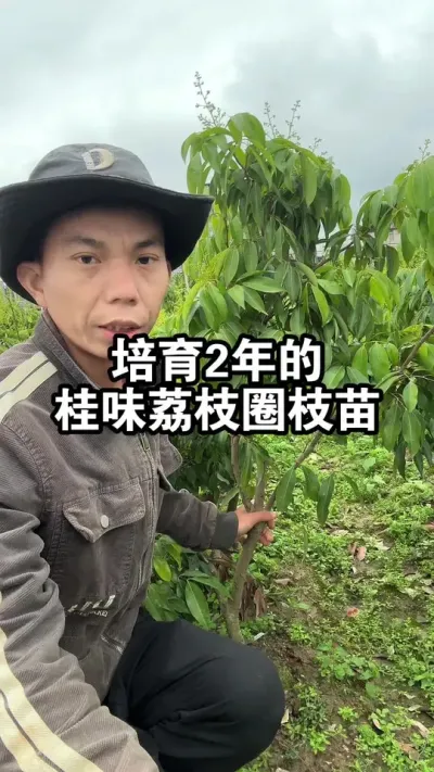 二次培育2年的桂味荔枝圈枝苗，今年长得很漂亮，都开花了 #荔枝苗 #桂味荔枝 #果苗供应