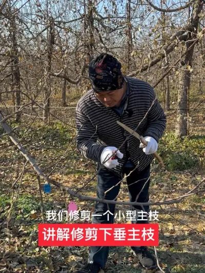 #农业技术推广 #果树管理技术 #病虫害防治 #新农人计划2024  #苹果树修剪