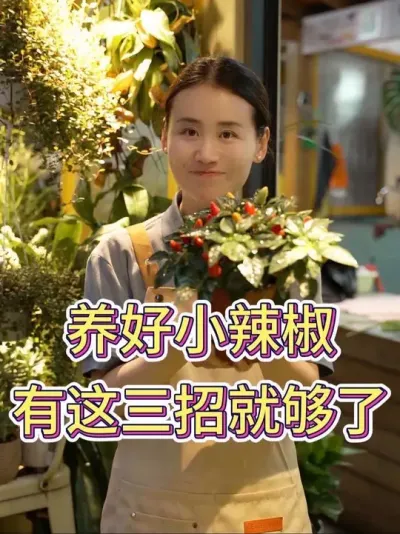养好小辣椒，有这三招就够了#小辣椒 #辣椒种植 #花卉绿植 #养花小知识 #养花人的乐趣