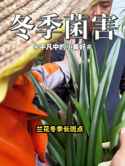 #花卉绿植 #兰花 #盆栽 兰花就怕斑斑点点，冬季容易发生，你就预防起来