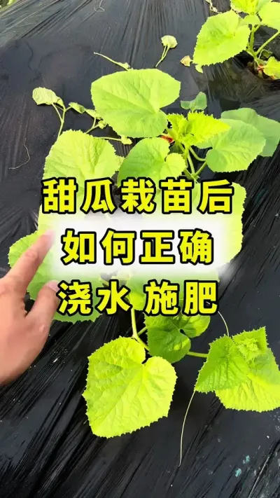 甜瓜栽苗后，如何正确，浇水 施肥！#甜瓜种植 #甜瓜种植技术 #传播农业小知识 #农业种植 #蔬菜种植