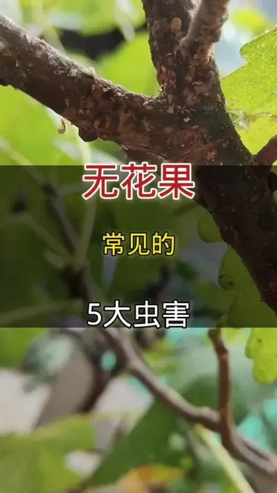 无花果常见5大虫害#无花果#种植小技巧