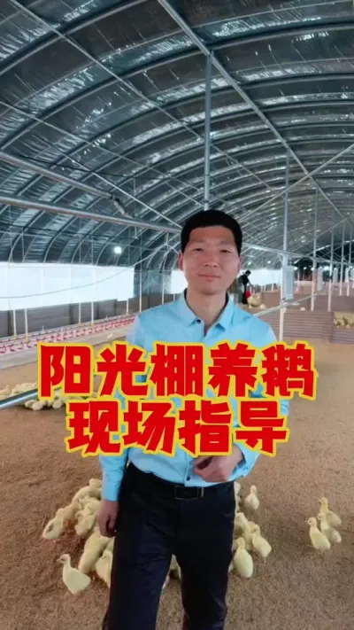 阳光棚养鹅，都要注意哪些事项？现场指导一下！ #养鹅技术 #三农养殖 #养鹅 #鹅苗 #狮头鹅