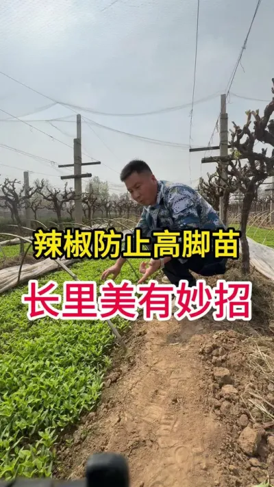 辣椒育苗有妙招#传播农业小知识 #种植小技巧 #辣椒种植 #记录我的种植生活 #增产增收小配方