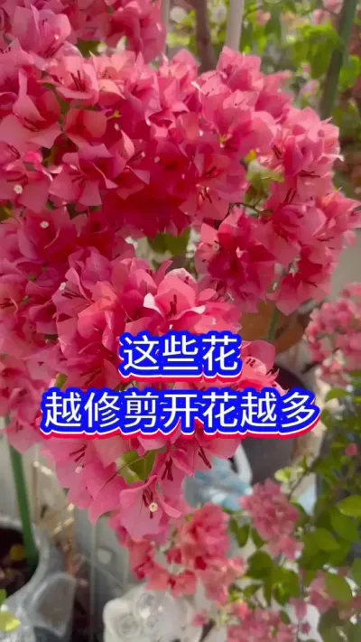 这几种花，越修剪开花越多#英子园艺#长寿花 #蟹爪兰