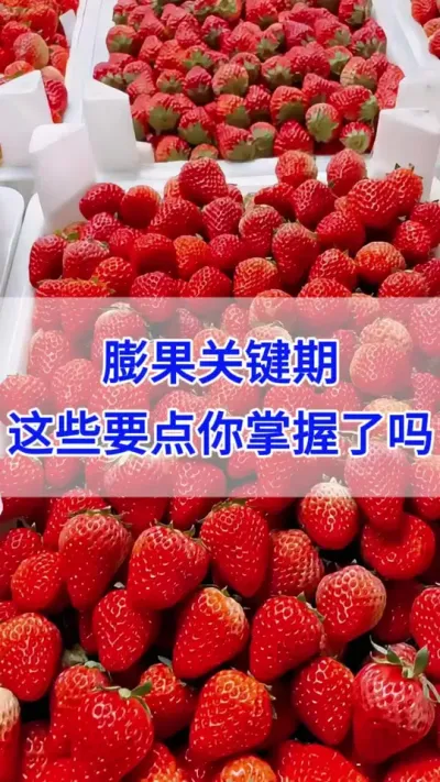 膨果关键期，这些要点你掌握了吗 #草莓种植 #草莓种植管理技术和方法 #草莓种植方法 #草莓种植基地 #种植草莓