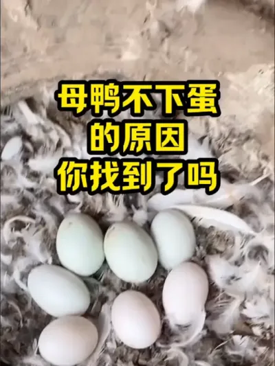 母鸭不下蛋，的原因，你找到了吗 #抖音三农#养殖#养鸭