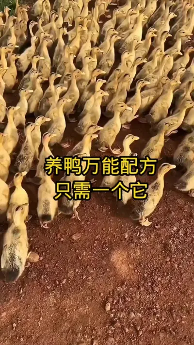 #鸭 #养鸭 #养鸭技术 #养鸭流程