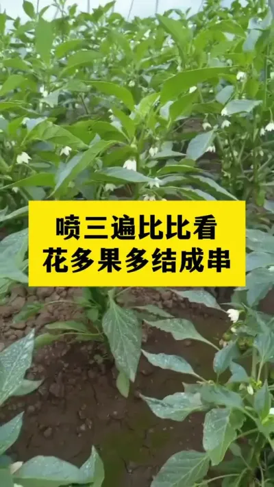 喷三遍比比看，花多果多结成串 #分享农业知识帮农产增收 #三农 #农业种植