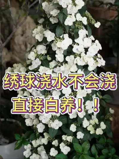 绣球浇水不会浇，直接白养！#绣球 #绣球花 #绣球养护 #花卉绿植 #养花小知识