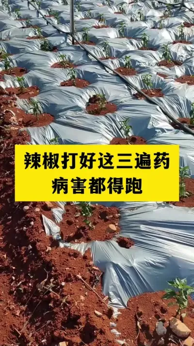 辣椒移栽之后打好这三遍药，预防辣椒多种病害 #病害防治 #辣椒种植 #分享农业知识帮农产增收