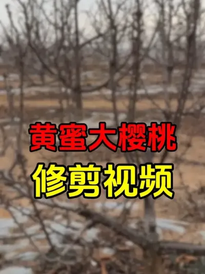 黄蜜大樱桃修剪#大樱桃修剪 #车厘子大樱桃树苗 #黄蜜大樱桃 #果树修剪