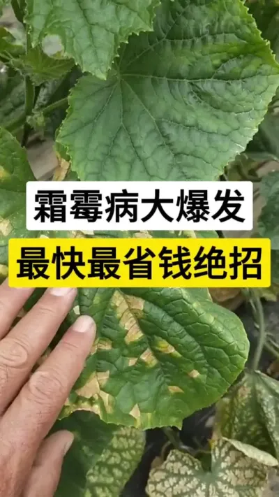 霜霉病大爆发，最快最省钱绝招 #黄瓜种植技术 #黄瓜种植与管理 #霜霉病 #农业种植技术 #服务三农支持三农