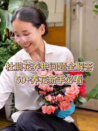杜鹃花养护问题全解答，50➕养花新手必看#杜鹃 #养花小知识 #花卉绿植 #杜鹃养护 #养花人的乐趣