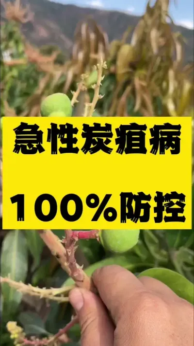 热农农急性炭疽病大爆发，这个方法防控效果100%