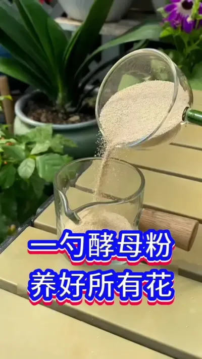 酵母粉养花的小技巧#养花小知识 #花卉绿植 #英子园艺