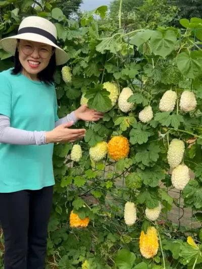 苹果苦瓜清脆爽口、多汁苦味淡，推荐您种上它 #田园生活 #我的小菜园 #苹果苦瓜