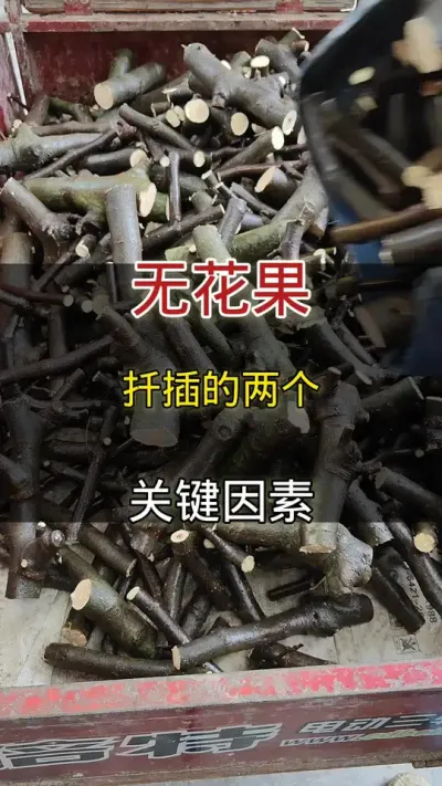 无花果扦插两个关键因素##种植小技巧