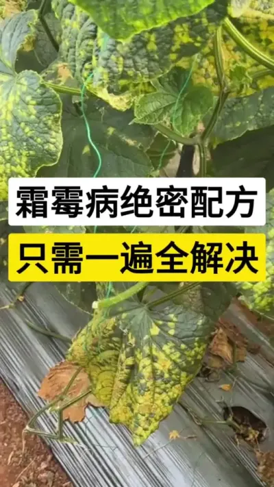 霜霉病绝密配方，只需一遍全解决 #黄瓜种植技术 #黄瓜高产种植技巧 #黄瓜 #黄瓜霜霉病 #农业技术推广