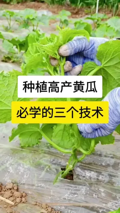 种植高产黄瓜，必学的三个技术 #黄瓜 #黄瓜高产种植 #黄瓜种植与管理 #服务三农支持三农 #三农