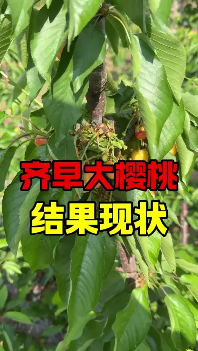 齐早大樱桃#车厘子树苗 #车厘子大樱桃 #吃樱桃的季节 #大樱桃种植管理