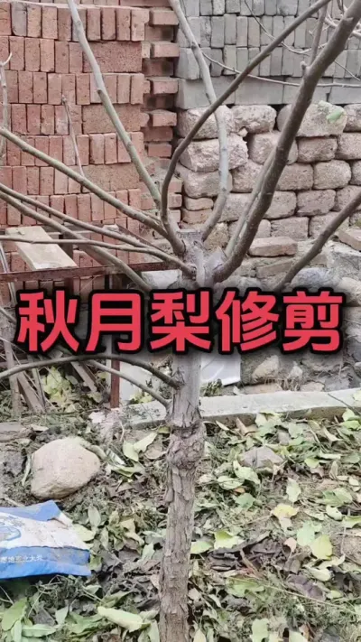 修剪点的枝条是没有花芽的#秋月梨树苗 #果树修剪 #秋月梨修剪 #秋月梨