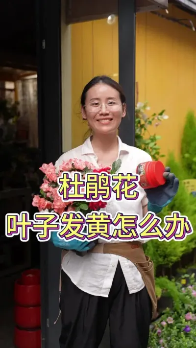 杜鹃花叶子发黄怎么办？#养花我是认真的 #养护小知识 #养花的乐趣 #杜鹃花 #杜鹃花开