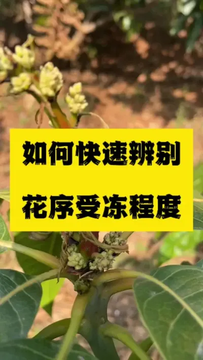 如何快速辨别花序受冻情况，两个小方法秒看懂 #农业技术推广 #病虫害防治 #服务三农支持三农 #冻害