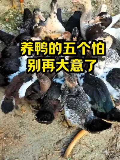 养鸭五个怕，别再大意了 #抖音三农#养鸭#养殖