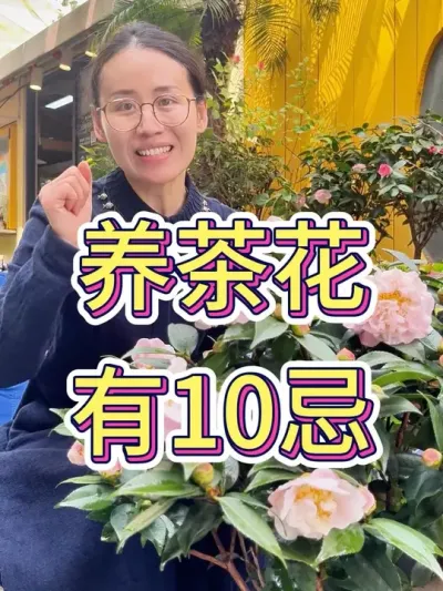 养茶花有10忌#茶花 #种植小技巧 #绿植花卉 #茶花树怎么打理 #茶花浇什么补酸