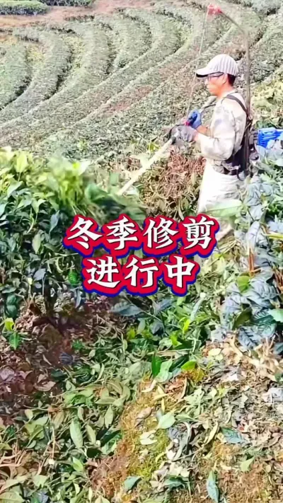 #抖音支持三农扶持三农发展 #茶树修剪 #茶 #茶树种植技术与管理