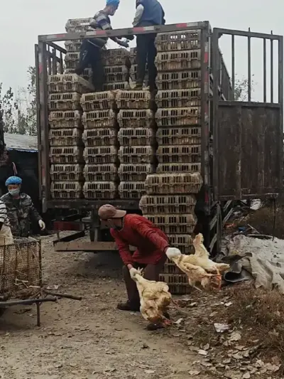顺利出栏，育肥期喂了&ldquo;黄金肥乐&rdquo;鸭子长好，料比低 #肉鸭养殖 #养鸭人 #挣钱不容易 #养殖人加油