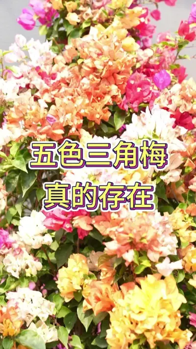 不同颜色三角梅爆花的时候真的太好看了#三角梅 #三角梅盆景 #花卉绿植 #花卉基地 #三角梅扦插