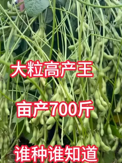 大粒高产王，亩产700斤，谁种谁知道 #大豆高产品种 #服务三农支持三农 #农业种植 #种子