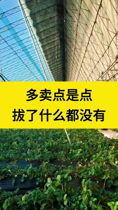 多卖点儿是点儿。拔了什么都没有#草莓种植 #种草莓 #果实累累 #草莓种植管理技术和方法 #种植草莓