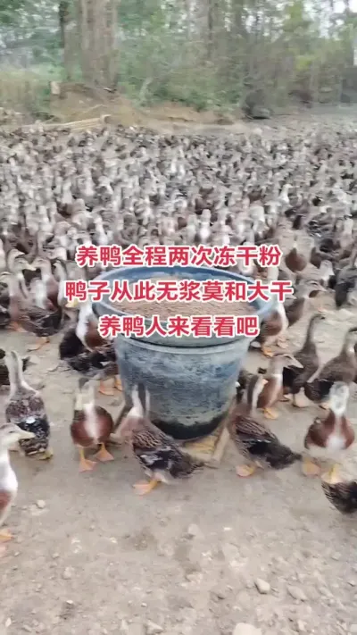 #养鸭人 #养鸭人 #肉鸭养殖 #养殖技术交流 #禽病技术指导
