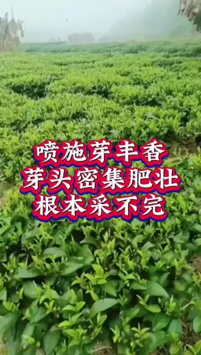 #采春茶的时间到啦 #提高春茶产量 #春茶上市 用过春茶提前采摘产量高